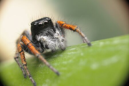 Jumping spider close up. Macro shot. Spider portrait. Spider with beautiful eyes close-up. Insect. High quality photoの写真素材