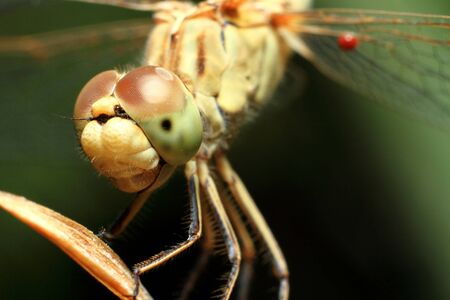 Macro shots, Beautiful nature scene dragonfly. Showing of eyes and wings detail. Dragonfly in the nature habitat using as a background or wallpaper.The concept for writing an article.の写真素材