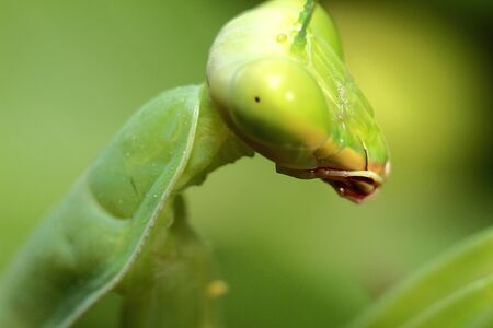 mantis, religious mantis, wasp feeding, green mantis close up. High quality photo