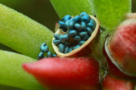 beautiful rad flower close-up, pestle and stamen seeds. High quality photoの写真素材