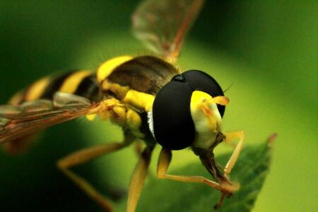 a bee collects pollen and nectar, honey from a flower. High quality photoの写真素材