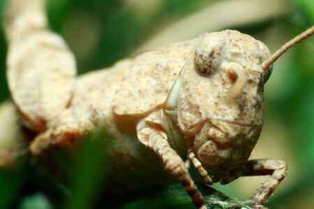Extreme locust closeup. Grasshopper on a green leaf. High quality photoの写真素材