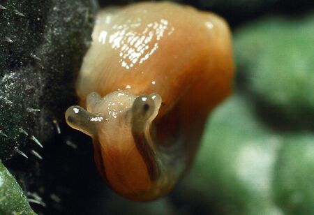 Slug eating lettuce leaf. Snail invasion in the garden. High quality photoの写真素材