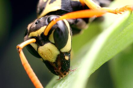 Wasp, yellow-black insect on a plant, close-up. High quality photoの写真素材
