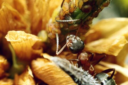 Brown ants, group, take care of aphids. High quality photoの写真素材