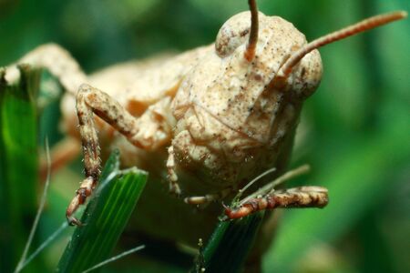 Extreme locust closeup. Grasshopper on a green leaf. High quality photoの写真素材