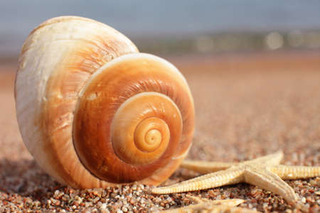 Sea shells and starfish on the beach. Sandy beach with waves. Summer vacation concept. Holidays by the sea. High quality photoの写真素材