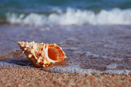 Sea shells on the beach. Sandy beach with waves. Summer vacation concept. Holidays by the sea. High quality photoの写真素材