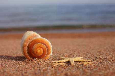 Sea shells and starfish on the beach. Sandy beach with waves. Summer vacation concept. Holidays by...