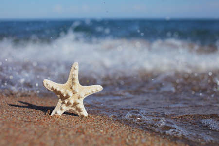 Starfish on the beach. Sandy beach with waves. Summer vacation concept. Holidays by the sea. High quality photoの写真素材