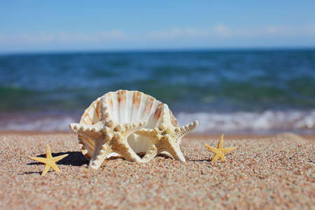 Sea shells and starfish on the beach. Sandy beach with waves. Summer vacation concept. Holidays by the sea. High quality photoの写真素材