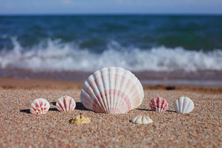Sea shells on the beach. Sandy beach with waves. Summer vacation concept. Holidays by the sea. High...