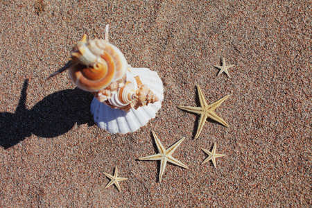 Sea shells and starfish on the beach. Sandy beach with waves. Summer vacation concept. Holidays by the sea. High quality photoの写真素材