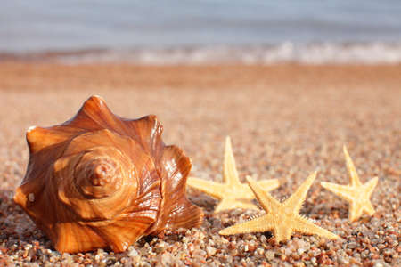 Sea shells and starfish on the beach. Sandy beach with waves. Summer vacation concept. Holidays by the sea. High quality photoの写真素材