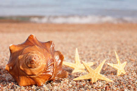 Sea shells and starfish on the beach. Sandy beach with waves. Summer vacation concept. Holidays by...