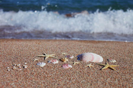 Sea shells and starfish on the beach. Sandy beach with waves. Summer vacation concept. Holidays by the sea. High quality photoの写真素材