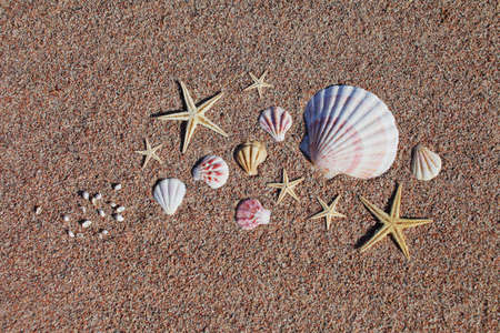 Sea shells and starfish on the beach. Sandy beach with waves. Summer vacation concept. Holidays by the sea. High quality photoの写真素材