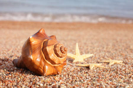 Sea shells and starfish on the beach. Sandy beach with waves. Summer vacation concept. Holidays by...