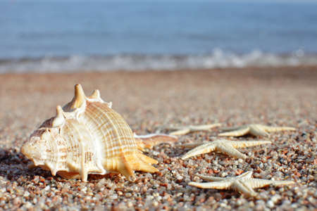 Sea shells and starfish on the beach. Sandy beach with waves. Summer vacation concept. Holidays by...