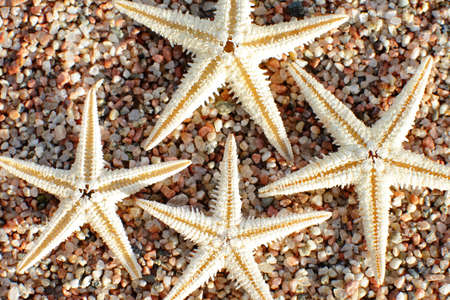 Starfish on the beach. Sandy beach with waves. Summer vacation concept. Holidays by the sea. High quality photoの写真素材