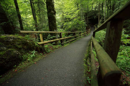A tropical forest. Green moss on trees and stones
