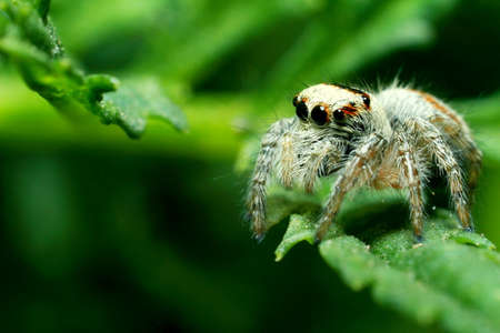Spider with beautiful eyes close-up. Insect Macro shot.の写真素材