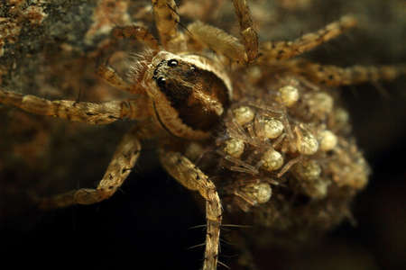 Spider with beautiful eyes close-up. Insect Macro shot.の写真素材