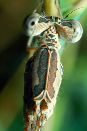Macro shots, Beautiful nature scene dragonfly. Showing of eyes and wings detail.の写真素材