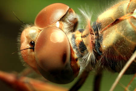 Macro shots, Beautiful nature scene dragonfly. Showing of eyes and wings detail.の写真素材