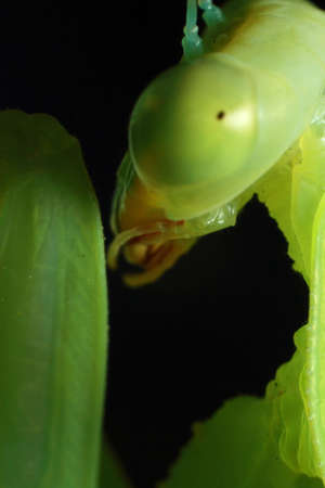 mantis, religious mantis, wasp feeding, green mantis close upの写真素材