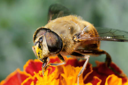 a bee collects pollen and nectar, honey from a flowerの写真素材