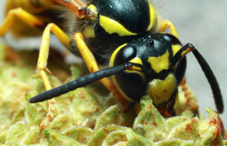Wasp, yellow-black insect on a plant, close-upの写真素材