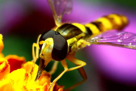 a bee collects pollen and nectar, honey from a flower