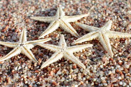Starfish on the beach. Sandy beach with waves. Summer vacation concept.の写真素材