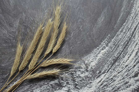 Ears of wheat and flour on a gray background. Top view, grain. Ripe wheat. For baking bread. High quality photoの写真素材