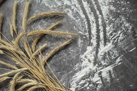 Ears of wheat and flour on a gray background. Top view, grain. Ripe wheat. For baking bread. High quality photoの写真素材
