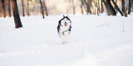 Husky dog with blue eyes runs fast in winter in the park.