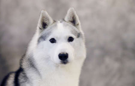 Serious look of a gray and white Siberian Husky dog.