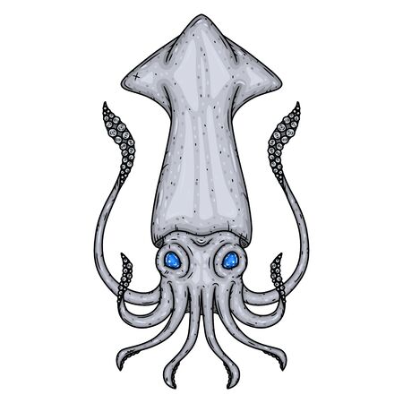Squid Isolated on white background. Vector illustration.のイラスト素材