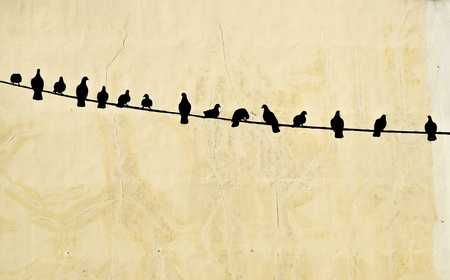 Pigeons sitting on a wire in front of a tan buildingの写真素材