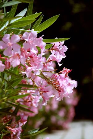 Flowers (Flowers in the botanic garden)