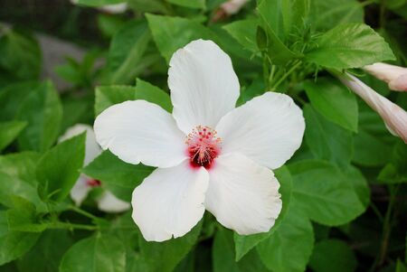 White hibiscus flower closeupの写真素材