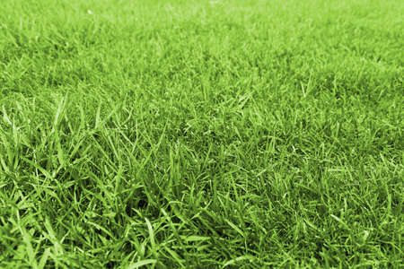 Fresh green detailed grass background
