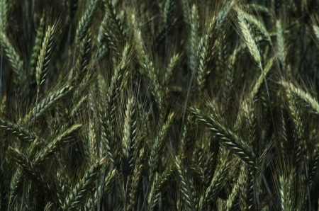 Blurred detail of fresh green rye available for background の写真素材