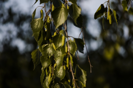 Leafs and shadows from tree in park の写真素材