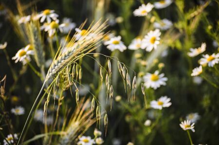 Piece of fresh spring meadow available for background の写真素材
