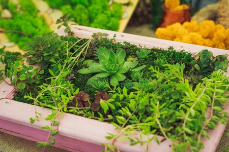 Many small succulents in the frameの写真素材