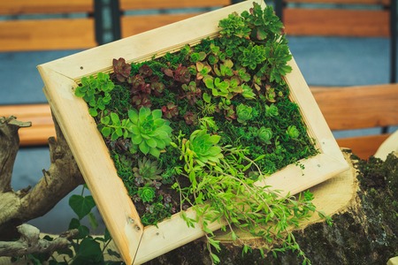 Many small succulents in the frameの写真素材