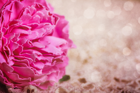 Abstract background with close up of anemone flower with free space for textの写真素材