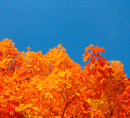 Several tree leaves during foliage season in the northeast US